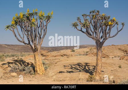 Dans le Quiver Tree désert namibien Banque D'Images