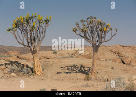 Dans le Quiver Tree désert namibien Banque D'Images