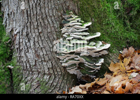 L'érable moussus, polypores Oxyporus populinus Banque D'Images