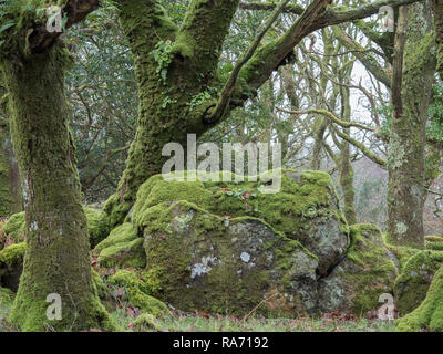 Fougères poussant avec de la mousse sur les arbres, les forêts anciennes de Canol Ty, Pembrokeshire, Pays de Galles Banque D'Images