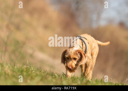 Magyar Vizsla devint 18 semaines - chien chiot est d'essence dans l'herbe et suivre une piste Banque D'Images