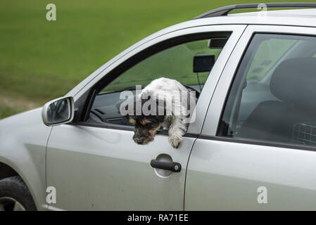 Petit chien est assise dans une voiture et à la sortie de la voiture fenêtre - Jack Russell Terrier de 2 ans Banque D'Images