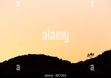 Arbre sur la colline parlementaire à l'horizon, Sesriem, Namibie Banque D'Images