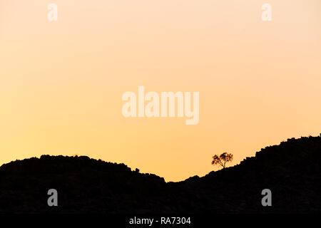 Arbre sur la colline parlementaire à l'horizon, Sesriem, Namibie Banque D'Images