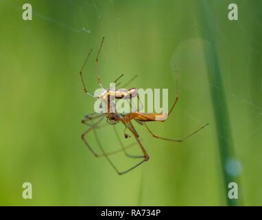 Les araignées de civière (Tetragnatha extensa) de l'appariement, Bavière, Allemagne Banque D'Images