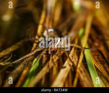 Araignée Dolomedes fimbriatus (Raft), réserve naturelle Isarauen, Bavière, Allemagne Banque D'Images