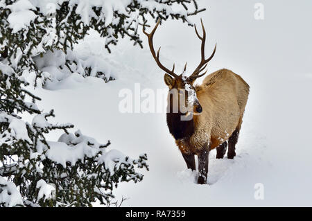 Un paysage hivernal d'un taureau le wapiti ( Cervus canadensis), debout dans la neige fraîchement tombée profond dans les régions rurales de l'Alberta Canada Banque D'Images