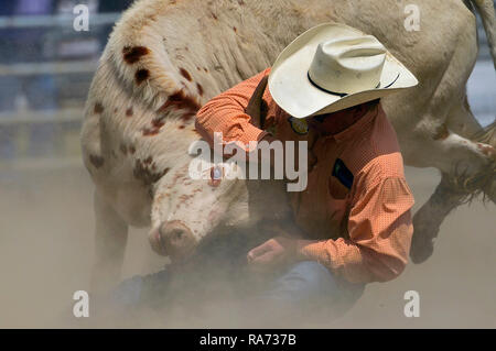 Un compétiteur de rodéo attrape un taureau par les cornes lors d'un événement de cornouiller dans un rodéo extérieur en Alberta au Canada. Banque D'Images