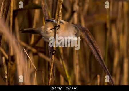 Bearded reedling Panurus biarmicus (femelle), à l'automne sur le lac Federsee, reed, Bade-Wurtemberg, Allemagne Banque D'Images