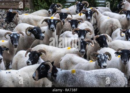 Le mouton domestique (Ovis aries), en troupeau, Scottish Blackface Gatter, Morvern, Highlands, Ecosse, Royaume-Uni Banque D'Images