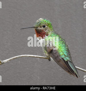 Large-tailed Hummingbird mâle perché sur une branche en courbe Banque D'Images