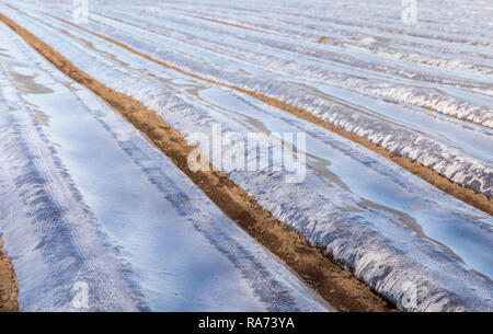 Terrain avec la protection en plastique pour les bandes de terrain, au début du printemps, d'avril, dans Vest-Agder, au sud de la Norvège. Banque D'Images