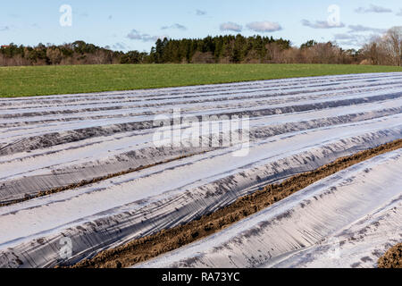 Terrain avec la protection en plastique pour les bandes de terrain, au début du printemps, d'avril, dans Vest-Agder, au sud de la Norvège. Banque D'Images