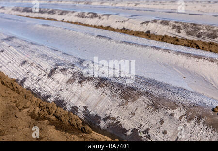 Terrain avec la protection en plastique pour les bandes de terrain, au début du printemps, d'avril, dans Vest-Agder, au sud de la Norvège. Banque D'Images