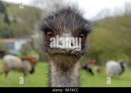 L'UEM (Dromaius novaehollandiae), Wolpersdorf, Sauerland, Rhénanie du Nord-Westphalie, Allemagne Banque D'Images