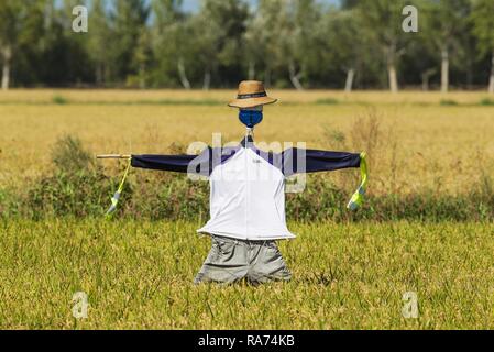 Un épouvantail dans un champ de riz (Oryza sativa), environs de la Réserve naturelle du delta de l'Ebre, province de Tarragone, Catalogne, Espagne Banque D'Images