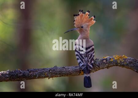 Huppe fasciée (Upupa epops), homme d'oiseaux adultes, la biosphère Mittelelbe, Saxe-Anhalt, Allemagne Banque D'Images