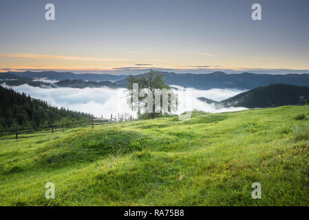 Voir à un arbre sur une colline de montagne au lever du soleil. Prairie de montagne avec l'herbe verte. Le brouillard du matin dans une vallée de montagne en été. Banque D'Images