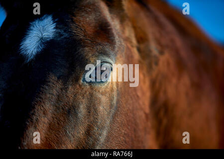 Close up of a brown horse's eye et le visage avec une faible profondeur de champ Banque D'Images