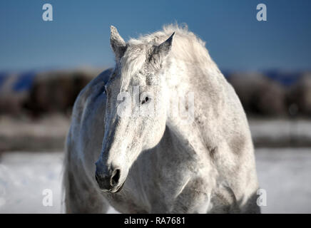 Beau cheval blanc à l'extérieur dans la neige de l'hiver Banque D'Images