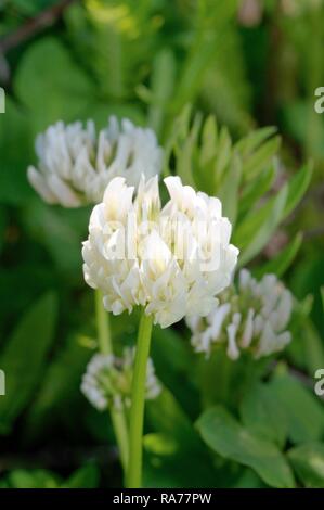 Beerseem égyptien, trèfle trèfle (Trifolium alexandrinum), Baïkal, en Sibérie, Fédération de Russie, de l'Eurasie Banque D'Images