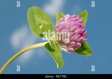 Trèfle violet-globe, Owl-chef trèfle (Trifolium alpestre), Baïkal, en Sibérie, Fédération de Russie, de l'Eurasie Banque D'Images