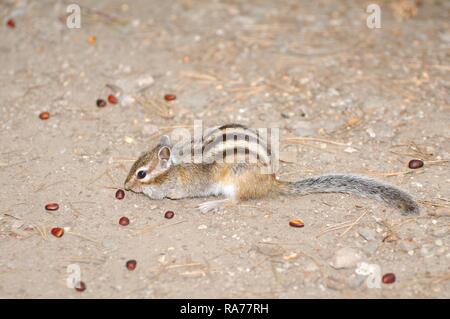 Le tamia de Sibérie, le Chipmunk (Eutamias sibiricus) recueille des pignons, Baïkal, en Sibérie, Fédération de Russie, de l'Eurasie Banque D'Images