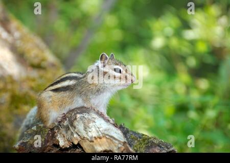 Le tamia de Sibérie, le Chipmunk (Eutamias sibiricus), Baïkal, en Sibérie, Fédération de Russie, de l'Eurasie Banque D'Images