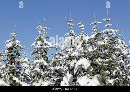 Sapins couverts de neige, Mt Kahler Asten, région du Sauerland, Rhénanie du Nord-Westphalie, Allemagne Banque D'Images