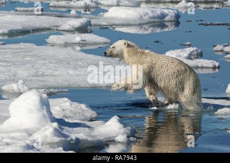 Femme ours polaire (Ursus maritimus) saute au-dessus de la banquise, l'archipel du Svalbard, mer de Barents, Norvège Banque D'Images