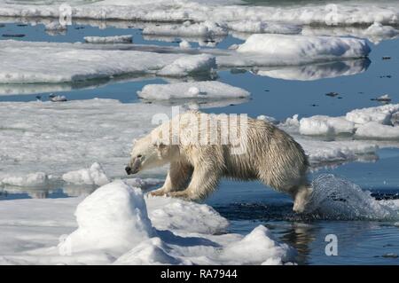 Femme ours polaire (Ursus maritimus) saute au-dessus de la banquise, l'archipel du Svalbard, mer de Barents, Norvège Banque D'Images