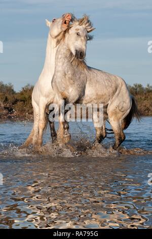 Chevaux Camargue, etalons, combats dans l'eau, Bouches du Rhône, France, Europe Banque D'Images