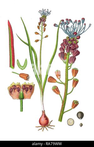 Jacinthe Muscari comosum (gland), plante médicinale, chromolithographie, 1796 historique Banque D'Images