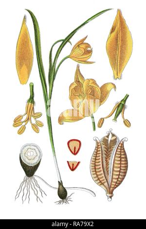 Tulipe sauvage (Tulipa sylvestris), plante médicinale, chromolithographie historique, 1796 Banque D'Images