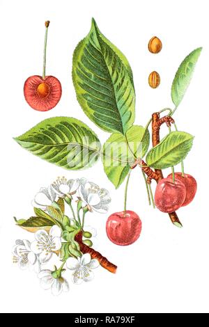 Cerise (Prunus cerasus), plante médicinale, chromolithographie historique, 1796 Banque D'Images