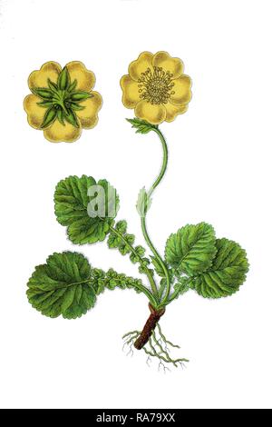 Benoîte Geum montanum (Alpine), plante médicinale, chromolithographie historique, 1796 Banque D'Images