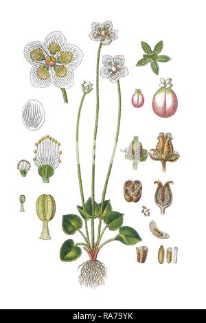 Marsh grass-de-parnassus (Parnassia palustris), plante médicinale, chromolithographie, autour de 1796 historique Banque D'Images