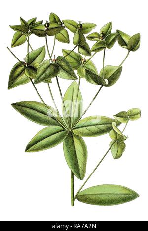 Sweet l'euphorbe ésule (Euphorbia dulcis), plante médicinale, chromolithographie, autour de 1796 historique Banque D'Images