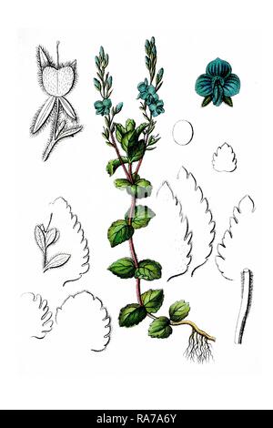 Germander speedwell (Veronica chamaedrys), plante médicinale, historique, à propos de 1796 chromolithographie Banque D'Images