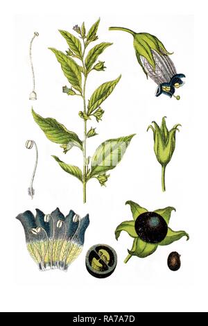 Belladonna ou Belladone (Atropa belladonna), plante médicinale, chromolithographie historique, ca. 1786 Banque D'Images