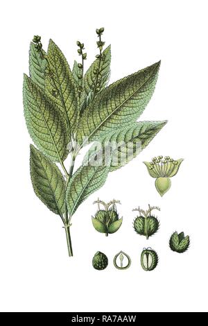 Le mercure du chien (Mercurialis perennis), une plante médicinale, chromolithographie historique, à propos de 1796 Banque D'Images