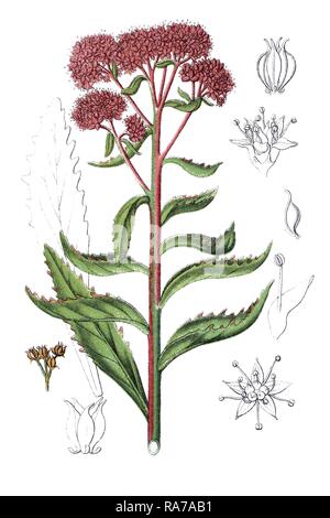 Orpine, Livelong, Frog's-estomac (Sedum fabaria), plante médicinale, chromolithographie historique, à propos de 1796 Banque D'Images