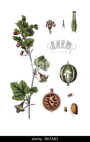 Groseillier (Ribes grossularia), plante médicinale, chromolithographie historique, à propos de 1796 Banque D'Images