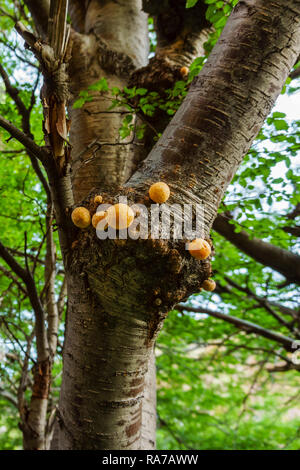 Llao Llao, un champignon de la Patagonie, qui pousse sur les branches de cyprès ou Coihues. Banque D'Images