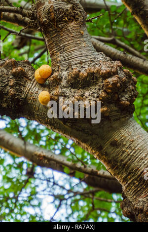 Llao Llao, un champignon de la Patagonie, qui pousse sur les branches de cyprès ou Coihues. Banque D'Images