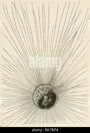 "Le voyage de l 'Challenger' : l'Atlantique : un exposé préliminaire des résultats généraux de l'exploration de voyage de H.M.S. 'Challenger' au cours de l'année 1873 et au début de l'année 1876' (1878) Banque D'Images