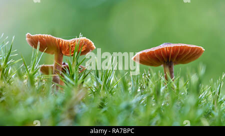 Champignons du genre Laccaria laccata dans la forêt Banque D'Images