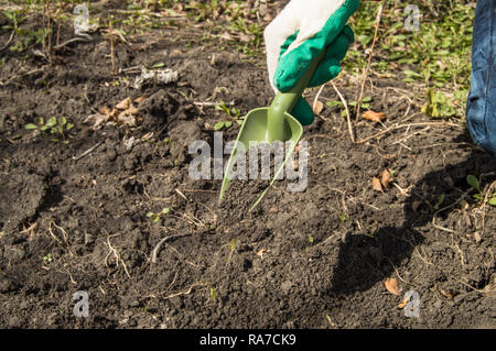 Une main gantée tient une pelle et prépare le terrain pour la plantation de plantes et de légumes dans un jardin bio, une agriculture respectueuse de l'conc Banque D'Images