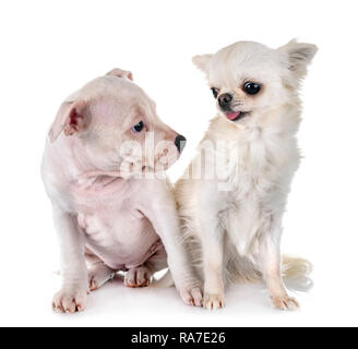 Chiot Staffordshire Bull Terrier et chihuahua in front of white background Banque D'Images