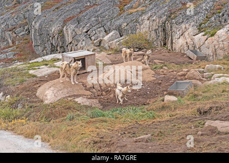 Chiens de traîneau en attente dans leur chenil à Ilulissat, Groenland. Banque D'Images